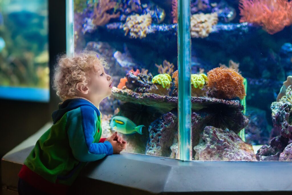 Aquarium Pets Explained_ Choosing the Right Fish and Creating a Healthy Home Environment